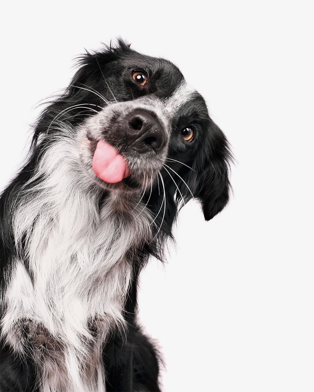 Cachorro preto e branco