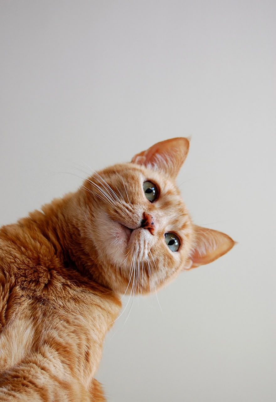 Gato laranja