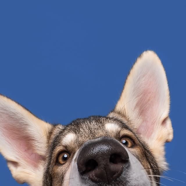 Cachorro com fundo azul