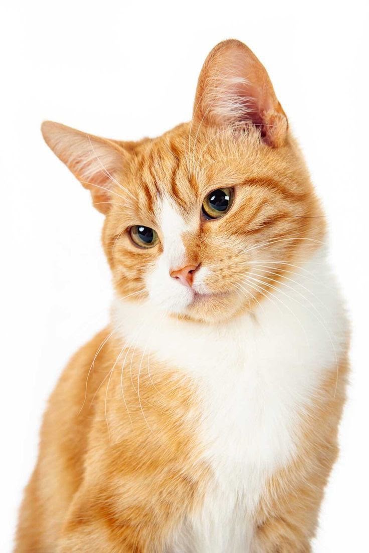 Gato laranja e branco